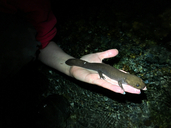 Dicamptodon tenebrosus