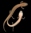 Eurycea latitans