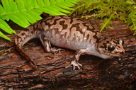 Dicamptodon tenebrosus
