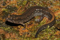 Desmognathus valentinei