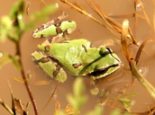 Hyla wrightorum