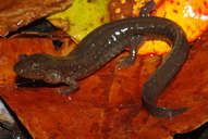Desmognathus brimleyorum