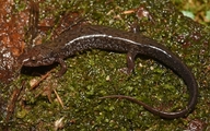Desmognathus tilleyi