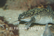 Xenopus laevis