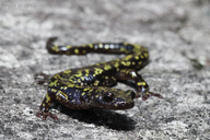 Aneides caryaensis