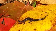 Plethodon angusticlavius