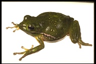 Hyla cinerea
